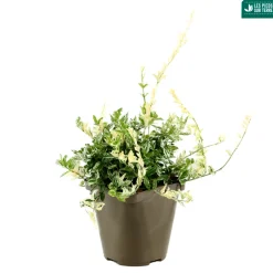 TRUFFAUT - Euonymus fortunei 'Harlequin' : pot 3L