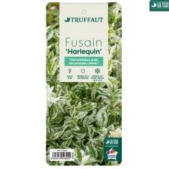 TRUFFAUT - Euonymus fortunei 'Harlequin' : pot 3L