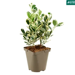 TRUFFAUT - Euonymus japonicus 'Bravo' : pot 3 L