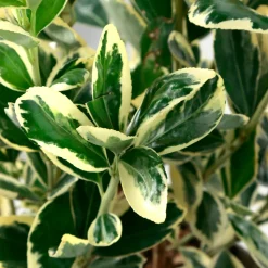 TRUFFAUT - Euonymus japonicus 'Bravo' : pot 3 L