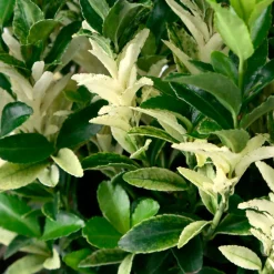 TRUFFAUT - Euonymus japonicus ' Paloma Blanca'