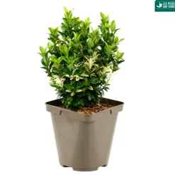 TRUFFAUT - Euonymus japonicus ' Paloma Blanca'