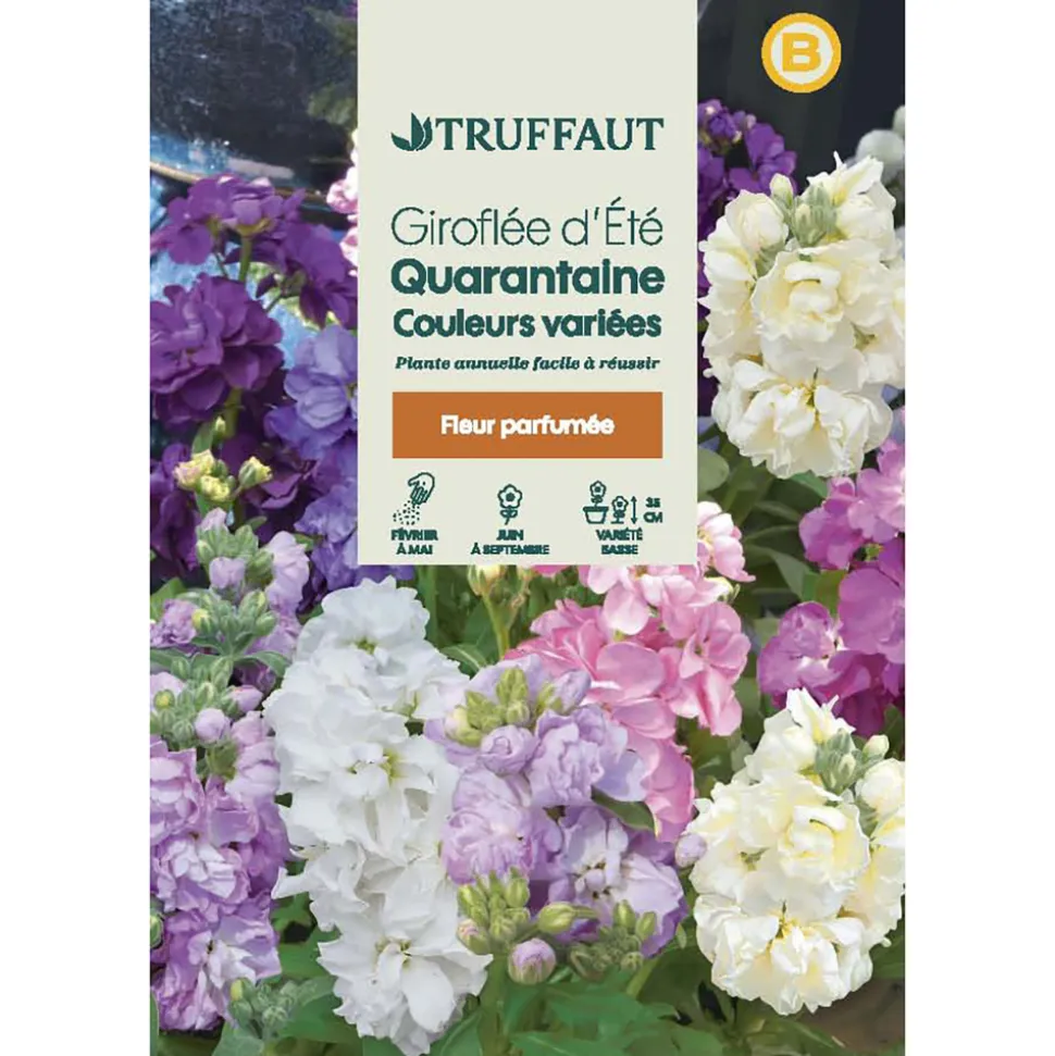 TRUFFAUT - Giroflee d'été Quarantaine à grande fleur : sachet