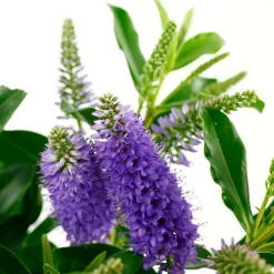 TRUFFAUT - Hebe arbustive à fleurs - pot 4L