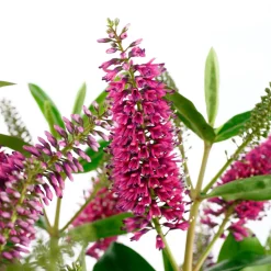 TRUFFAUT - Hebe arbustive à fleurs - pot 4L