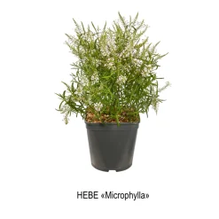 TRUFFAUT - Hebe arbustive à fleurs - pot 4L
