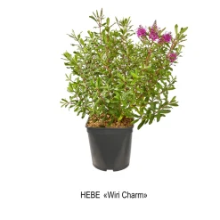 TRUFFAUT - Hebe arbustive à fleurs - pot 4L