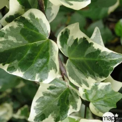 TRUFFAUT - Hedera Gloire de Marengo : ctr de 3 L.