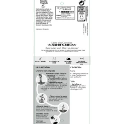 TRUFFAUT - Hedera Gloire de Marengo : ctr de 3 L.