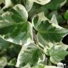 TRUFFAUT - Hedera Gloire de Marengo : ctr 6L
