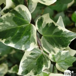 TRUFFAUT - Hedera Gloire de Marengo : ctr 6L