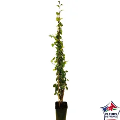 TRUFFAUT - Hedera Gloire de Marengo : ctr 6L