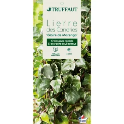 TRUFFAUT - Hedera Gloire de Marengo : ctr 6L