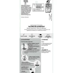 TRUFFAUT - Hedera Gloire de Marengo : ctr 6L