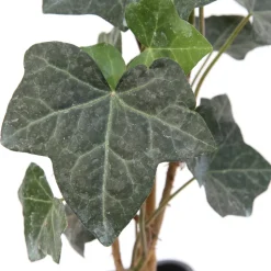 TRUFFAUT - Hedera Hibernica : ctr de 1,5 L.
