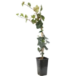 TRUFFAUT - Hedera Hibernica : ctr de 1,5 L.