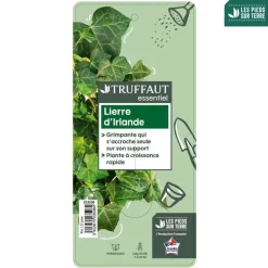 TRUFFAUT - Hedera Hibernica : ctr de 1,5 L.