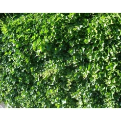 TRUFFAUT - Hedera Hibernica : ctr de 1,5 L.