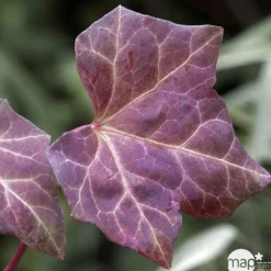TRUFFAUT - Hedera Hibernica : conteneur de 3 L.
