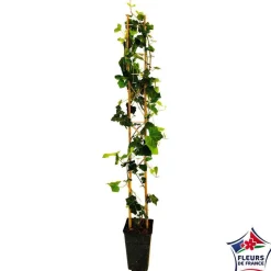 TRUFFAUT - Hedera Hibernica : conteneur de 3 L.