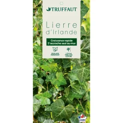 TRUFFAUT - Hedera Hibernica : conteneur de 3 L.