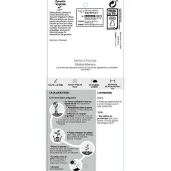 TRUFFAUT - Hedera Hibernica : conteneur de 3 L.