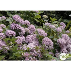 TRUFFAUT - Hydrangea 'Ayesha', ctr 3 L