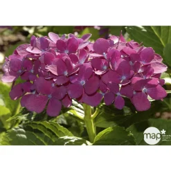 TRUFFAUT - Hydrangea 'Ayesha', ctr 3 L
