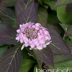 TRUFFAUT - Hydrangea 'Gracioza', ctr 3 L