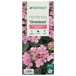 TRUFFAUT - Hydrangea 'Gracioza', ctr 3 L