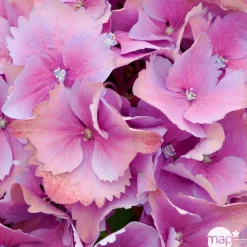 TRUFFAUT - Hydrangea macrophylla ' Red Baron ' : conteneur 5 litres