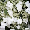 TRUFFAUT - Hydrangea petiolaris : ctr de 3 litres