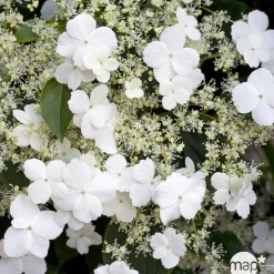 TRUFFAUT - Hydrangea petiolaris : ctr de 3 litres