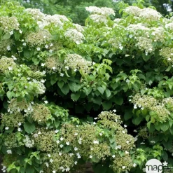TRUFFAUT - Hydrangea petiolaris : ctr de 3 litres