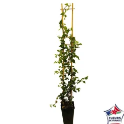 TRUFFAUT - Hydrangea petiolaris : ctr de 3 litres