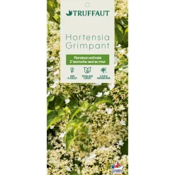 TRUFFAUT - Hydrangea petiolaris : ctr de 3 litres