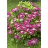 TRUFFAUT - Hydrangea 'Rotschwanz', contneur 3 L