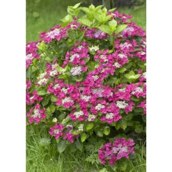 TRUFFAUT - Hydrangea 'Rotschwanz', contneur 3 L