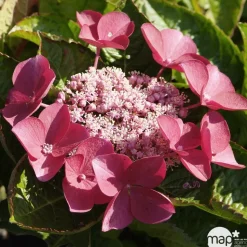 TRUFFAUT - Hydrangea 'Rotschwanz', contneur 3 L