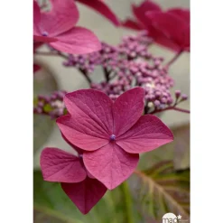 TRUFFAUT - Hydrangea 'Rotschwanz', contneur 3 L