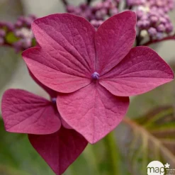 TRUFFAUT - Hydrangea 'Rotschwanz', contneur 3 L
