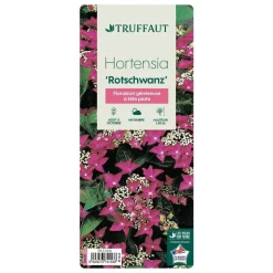 TRUFFAUT - Hydrangea 'Rotschwanz', contneur 3 L