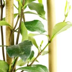 TRUFFAUT - Jasmin étoilé Asiaticum Pink Shower® C3L