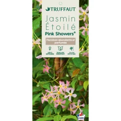 TRUFFAUT - Jasmin étoilé Asiaticum Pink Shower® C3L