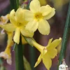 TRUFFAUT - Jasminum nudiflorum ech : ctr de 3 Litres