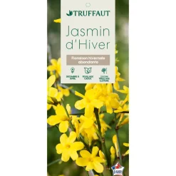 TRUFFAUT - Jasminum nudiflorum ech : ctr de 3 Litres