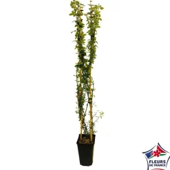 TRUFFAUT - Jasminum nudiflorum ech : ctr de 3 Litres