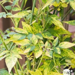 TRUFFAUT - Jasminum officinale Aureum : ctr de 3 Litres