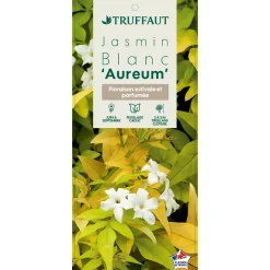 TRUFFAUT - Jasminum officinale Aureum : ctr de 3 Litres