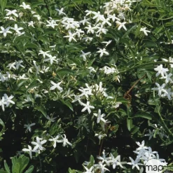 TRUFFAUT - Jasminum officinale : ctr de 3 Litres